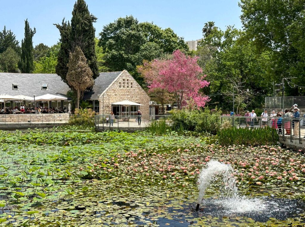 Water lily pond and pink trumpet tree next the Entrance to the Jerusalem Botanical Gardens