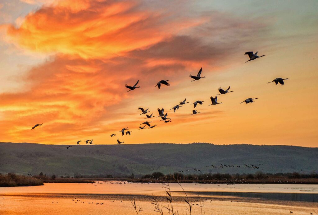 jerusalem bird observatory israel