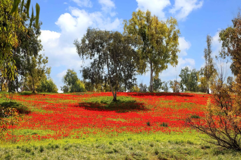 nature israel travel adventure