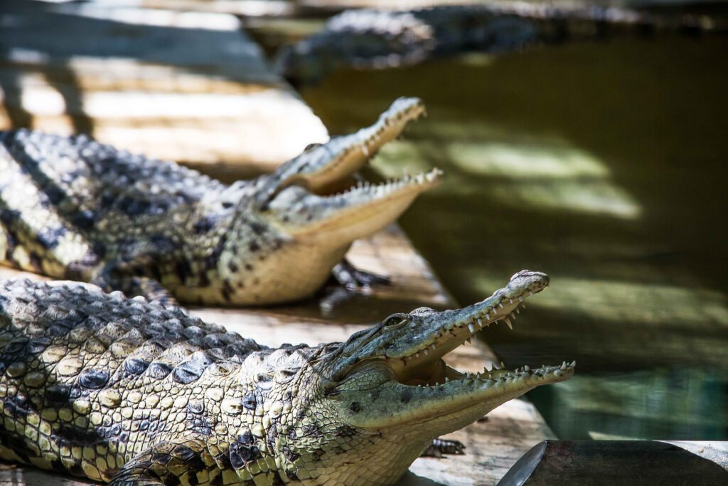 hamat gader crocodiles israel