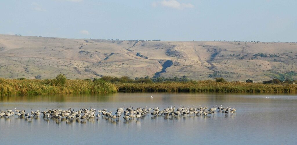 Birds in Agamon Hula Valley