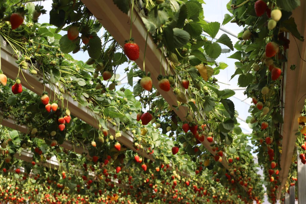 israel desert agriculture fruit