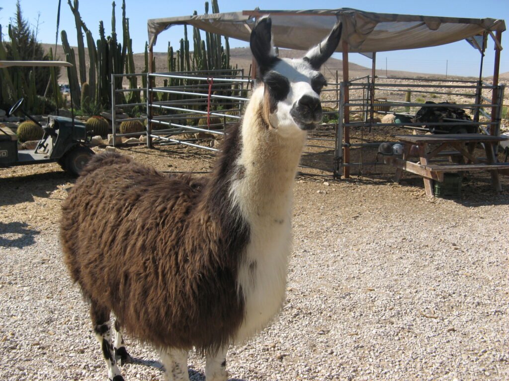 5 of the best hotels in the negev alpaca farm