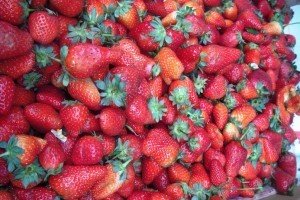 Strawberries at Melo HaTane. Image credit Laura Arenson