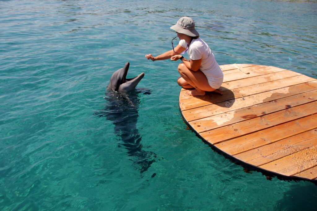 dolphin reef eilat israel