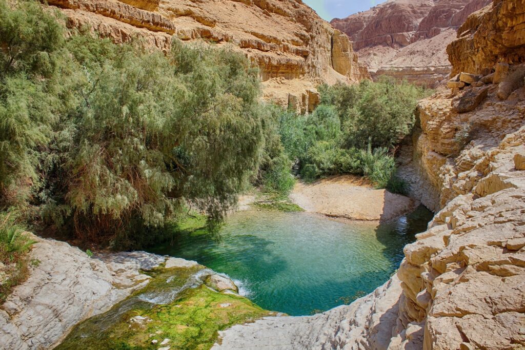 ein gedi nature masada tour
