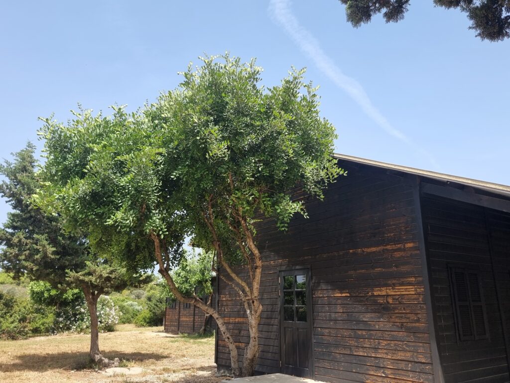 atlit detainee camp museum