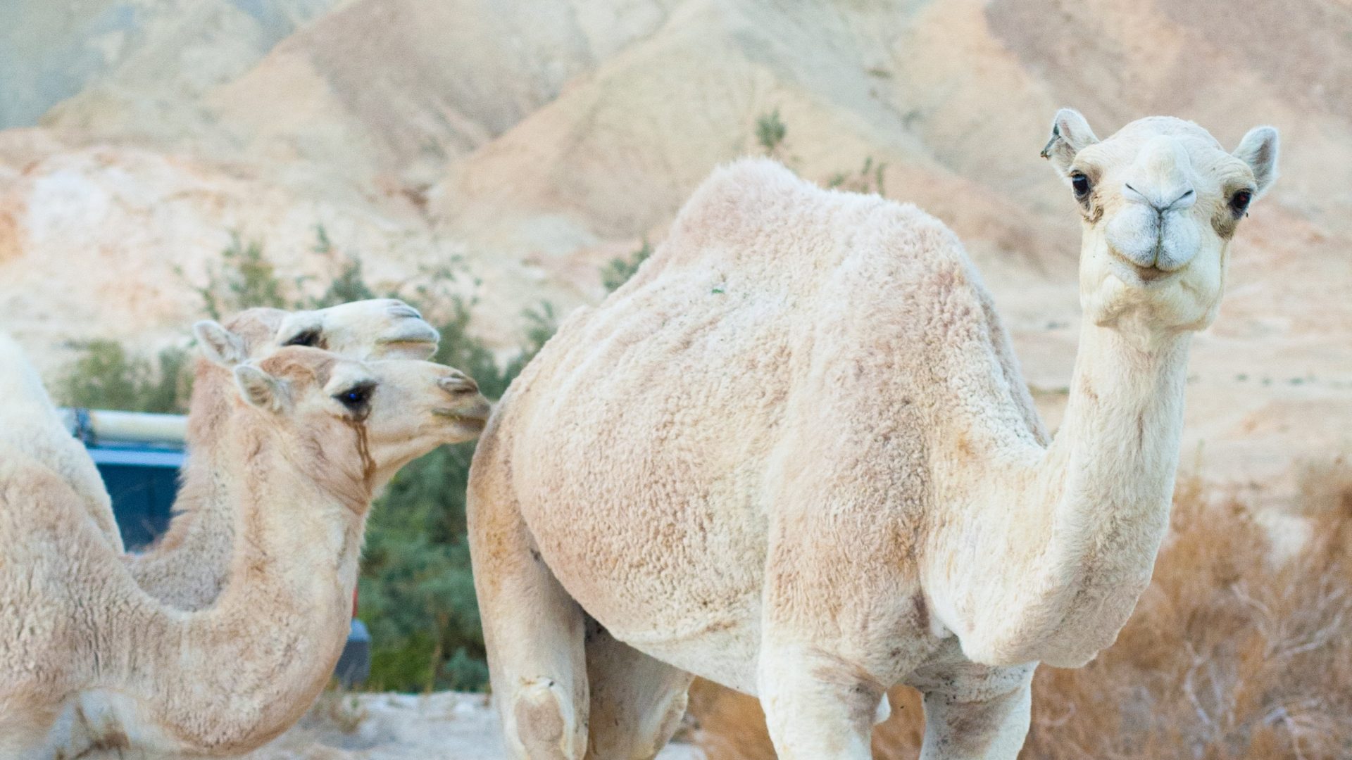 Camel rides are great for kids