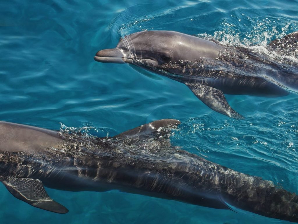 Eilat Dolphins