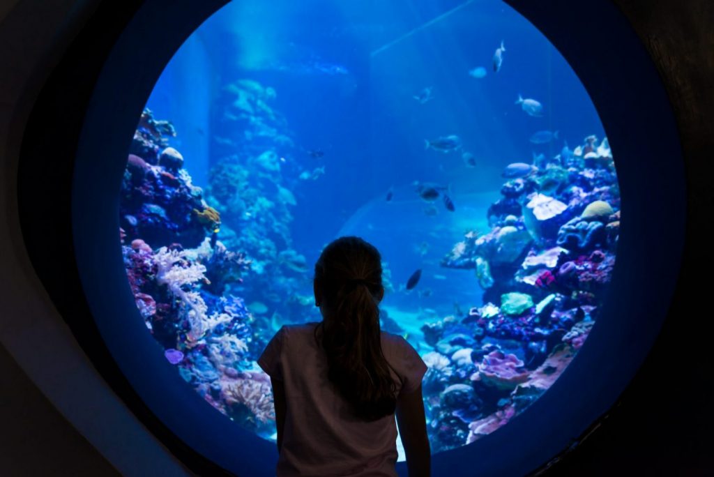 Eilat Underwater Observatory