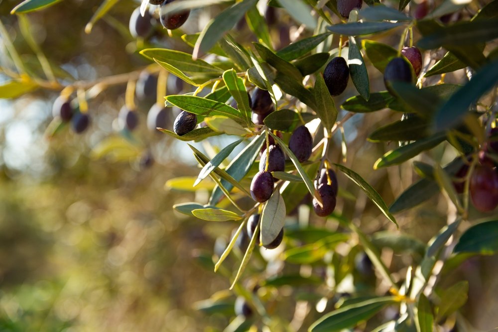 israel olive tree branch
